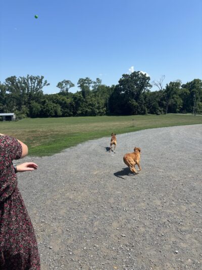 Braveheart Kennels - Tuscarora, MD