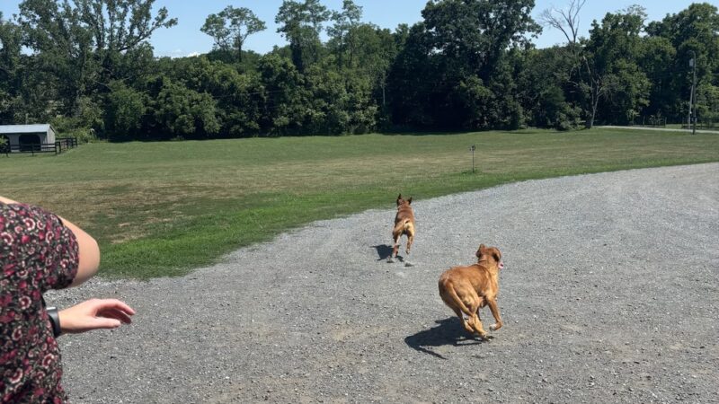 Braveheart Kennels - Tuscarora, MD
