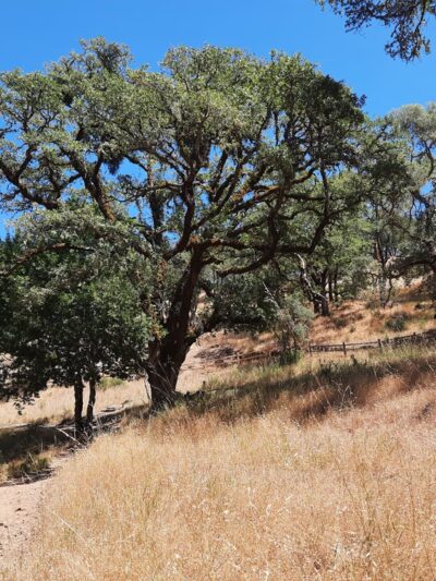 City View Trail - Ukiah, CA