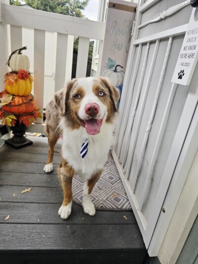 Downtown Dogs - Ukiah, CA