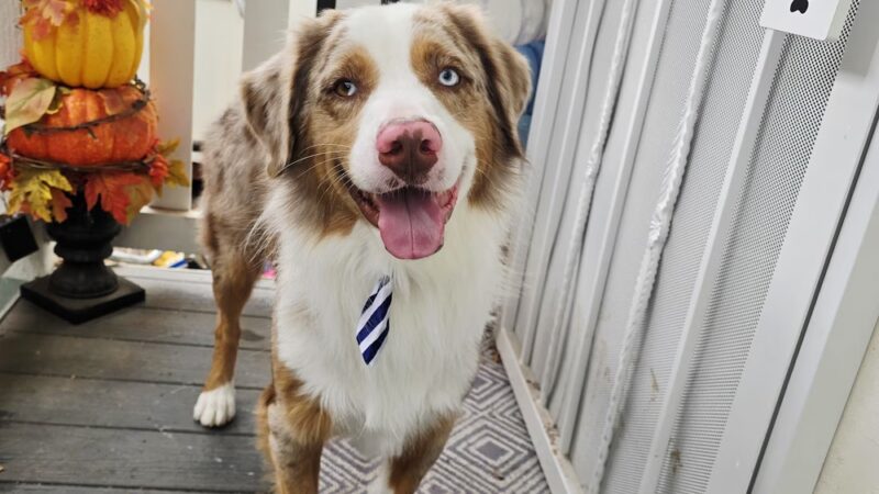 Downtown Dogs - Ukiah, CA