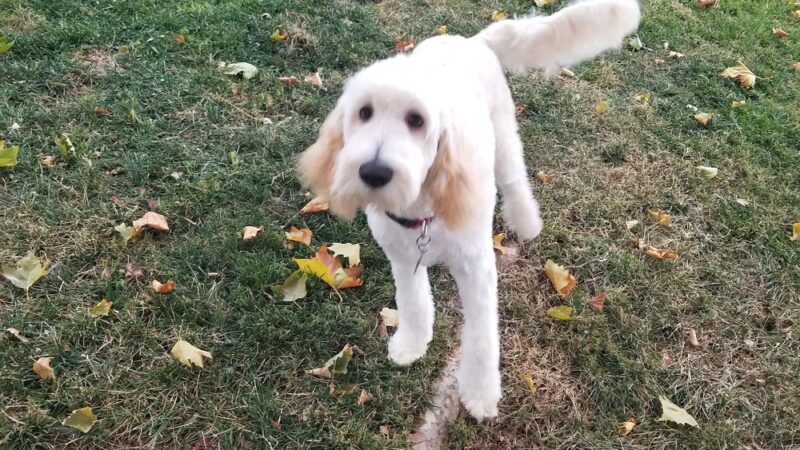 Downtown Dogs - Ukiah, CA