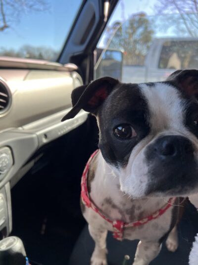 Downtown Dogs - Ukiah, CA