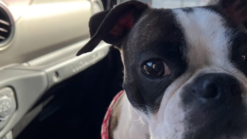 Downtown Dogs - Ukiah, CA