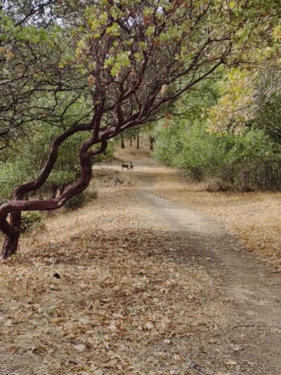 Low Gap Park - Ukiah, CA