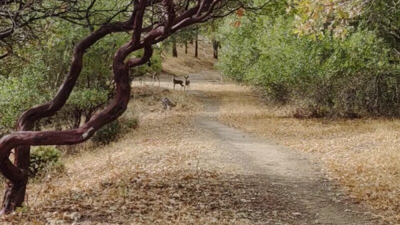 Low Gap Park - Ukiah, CA