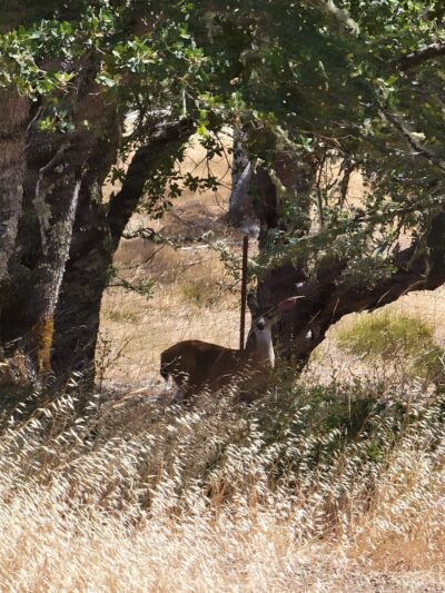 Low Gap Park - Fit Trail - Ukiah, CA
