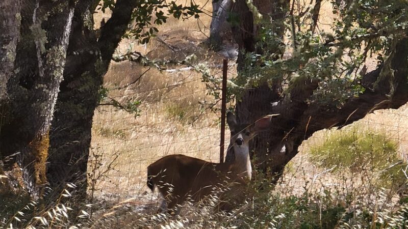 Low Gap Park - Fit Trail - Ukiah, CA