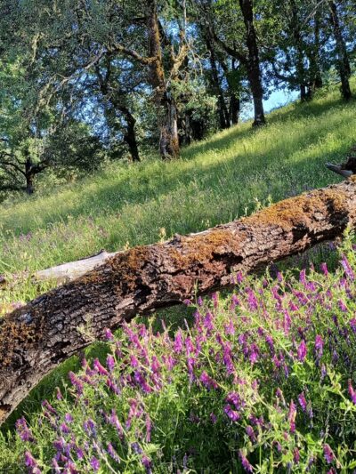 Low Gap Park - Fit Trail - Ukiah, CA