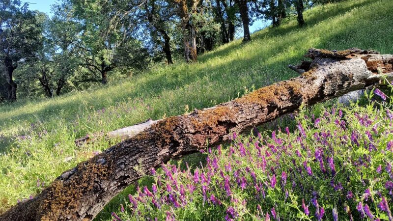 Low Gap Park - Fit Trail - Ukiah, CA