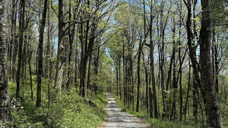 Buffalo Mountain Peak Trailhead Parking - Union, VA