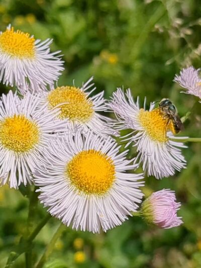 Delaware Canal State Park - Upper Black Eddy, PA