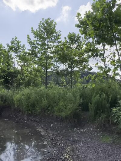 Giving Pond - Upper Black Eddy, PA