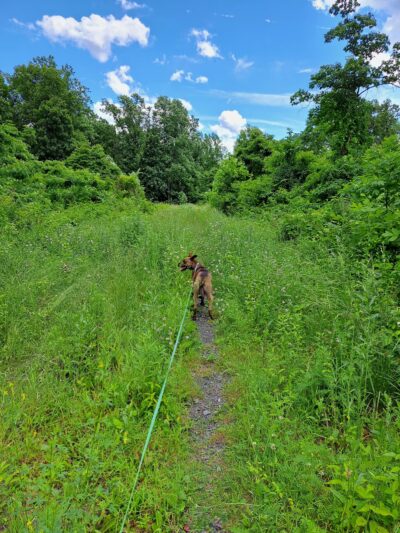 State Game Lands 56 - Upper Black Eddy, PA
