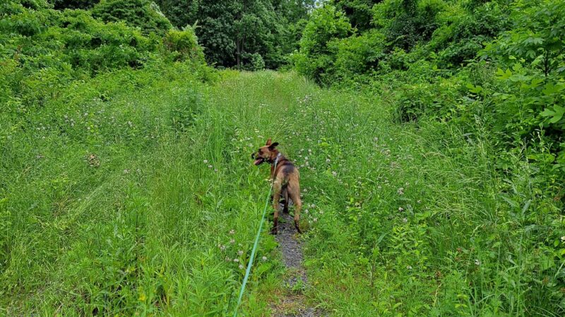 State Game Lands 56 - Upper Black Eddy, PA