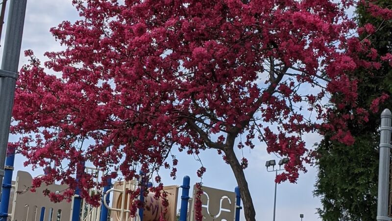Observatory Hill Recreation Area Park - Upper Darby Township, PA
