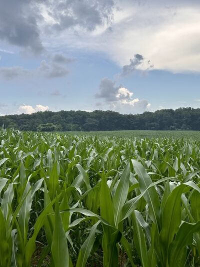 Kingsville Park - Upper Falls, MD