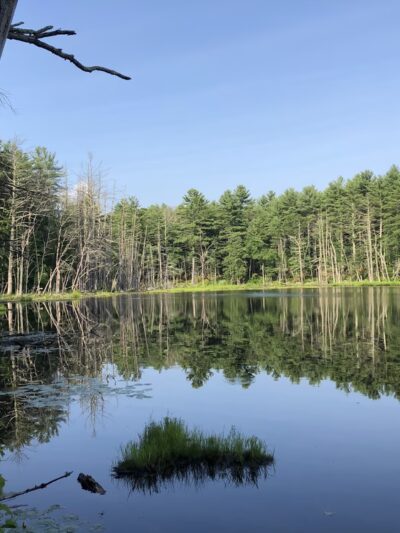 Upton State Forest - Upton, MA