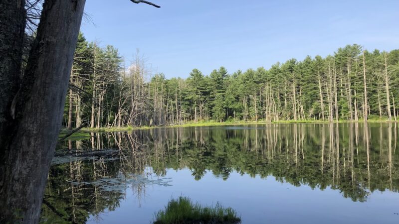Upton State Forest - Upton, MA