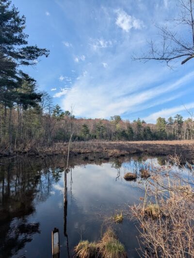 Upton State Forest - Upton, MA