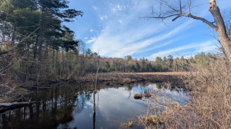 Upton State Forest - Upton, MA