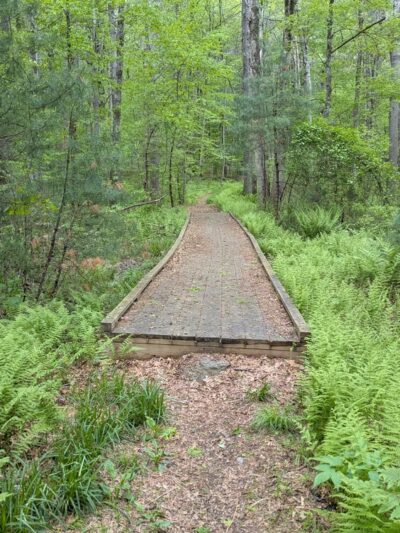 Upton State Forest - Upton, MA