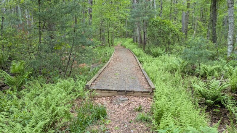 Upton State Forest - Upton, MA