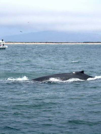 Moss Landing State Beach - US, CA