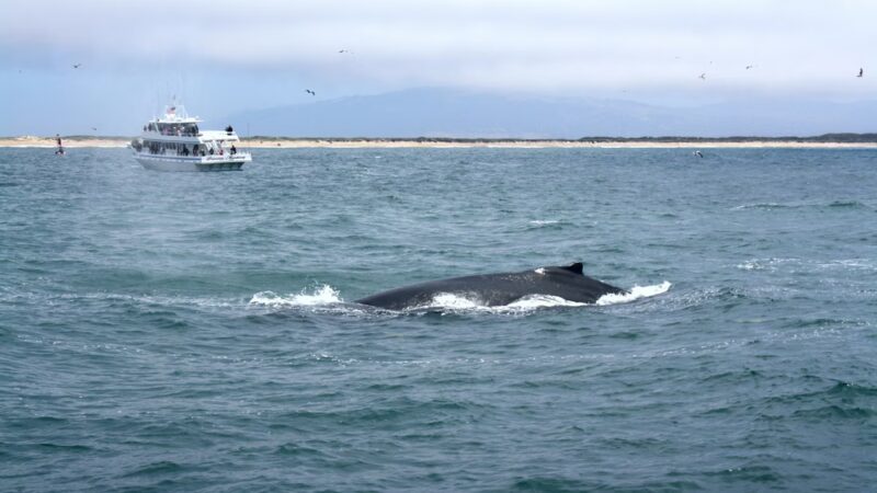 Moss Landing State Beach - US, CA