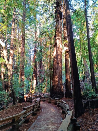 Pfeiffer Big Sur State Park - US, CA