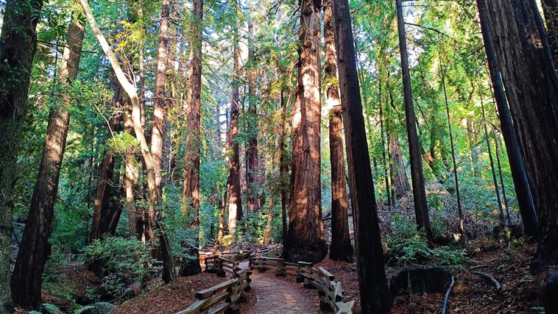 Pfeiffer Big Sur State Park - US, CA