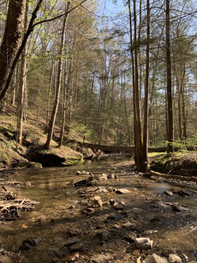 Red River Gorge - US, KY