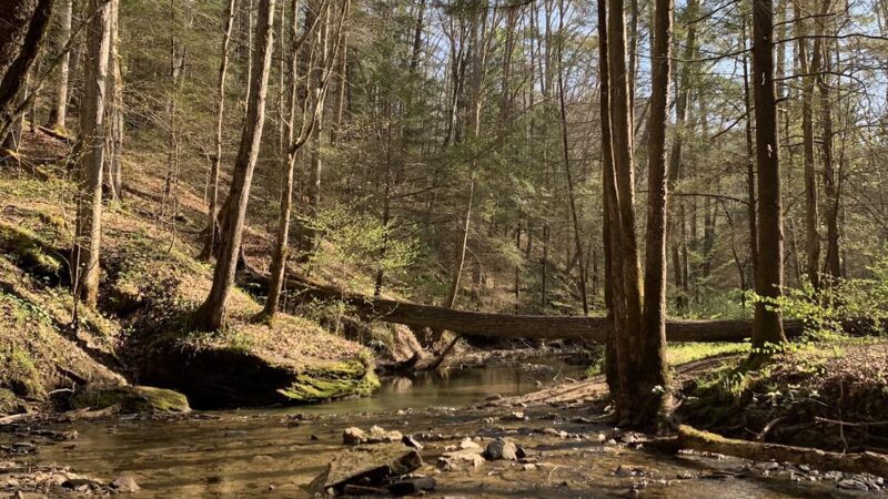 Red River Gorge - US, KY