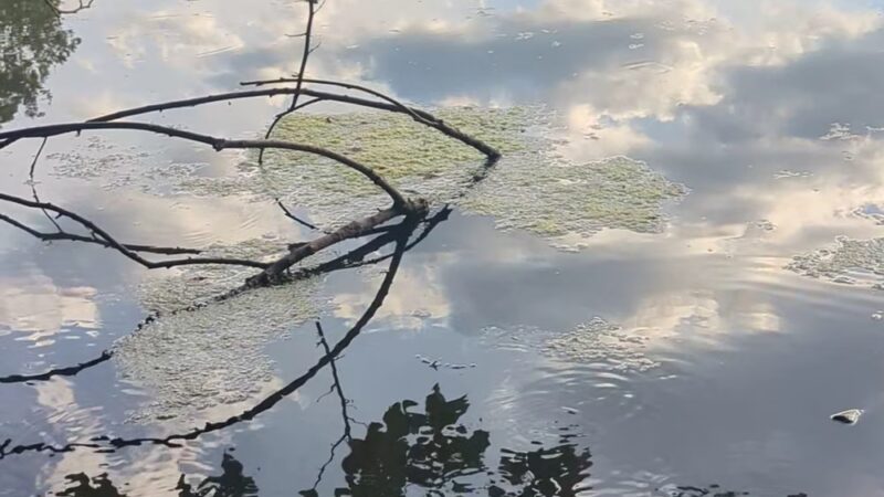 Bronxville Lake - US, NY
