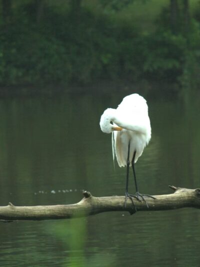 Bronxville Lake - US, NY