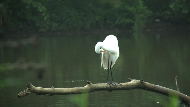 Bronxville Lake - US, NY