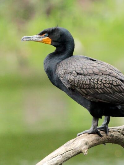 Bronxville Lake - US, NY