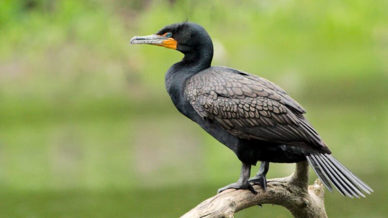 Bronxville Lake - US, NY