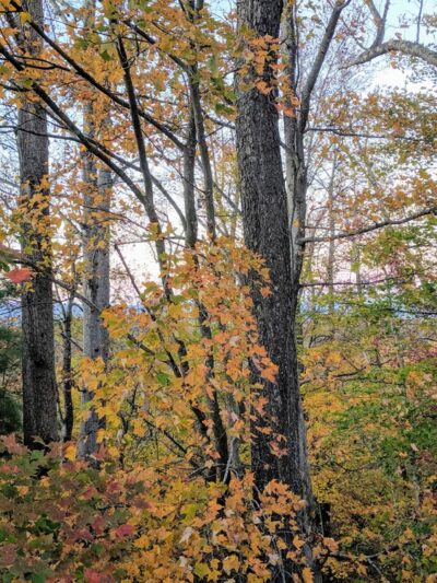 Pulaski Wayside Picnic Area - US, VA