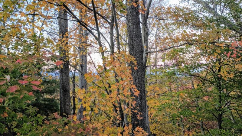 Pulaski Wayside Picnic Area - US, VA