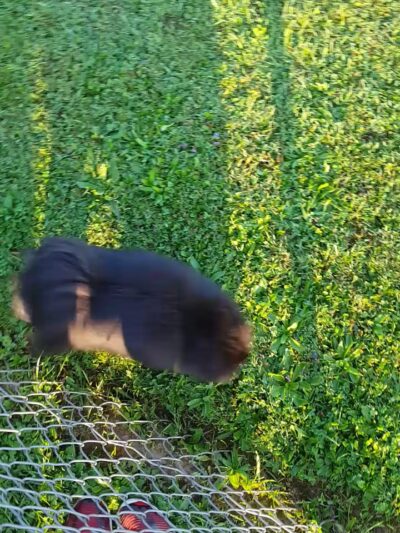 Addison Miller Park - Utica, NY