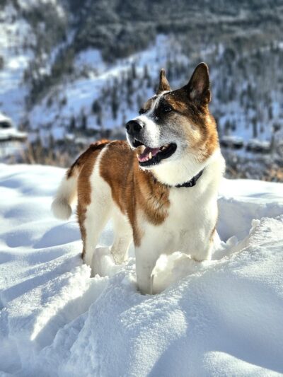 Vail Canine Concierge - ,