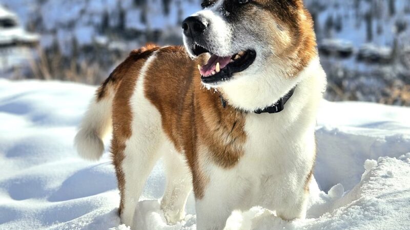 Vail Canine Concierge - ,