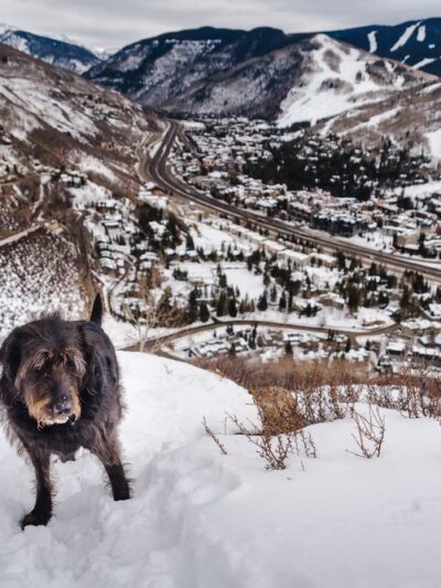 Vail Canine Concierge - ,