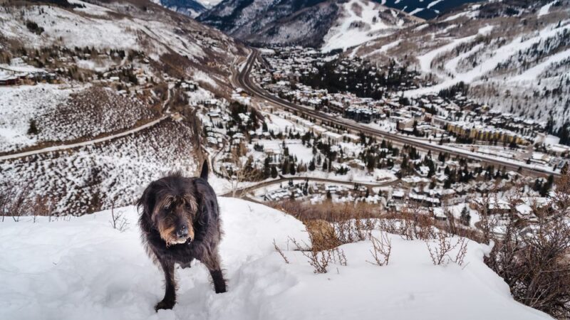 Vail Canine Concierge - ,