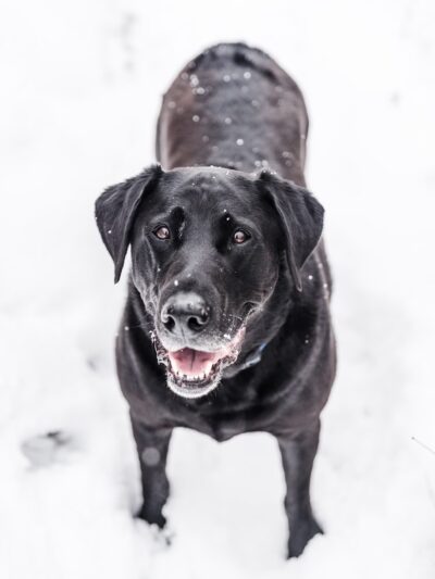 Vail Canine Concierge - ,