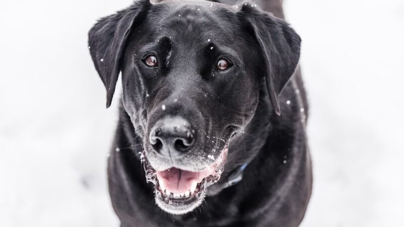 Vail Canine Concierge - ,