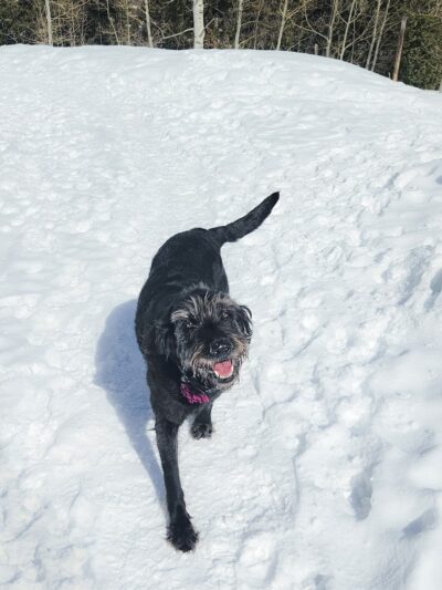 Vail Canine Concierge - ,