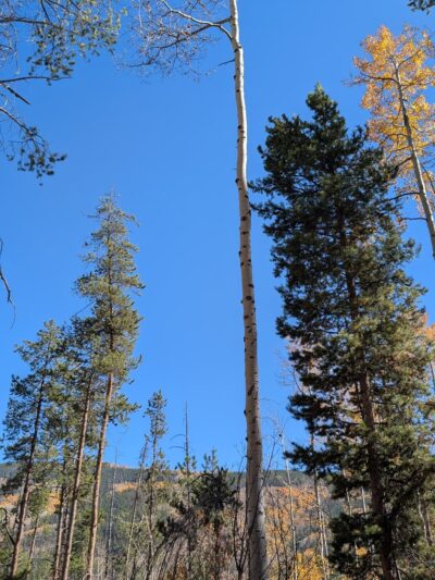 Davos Trailhead - Vail, CO