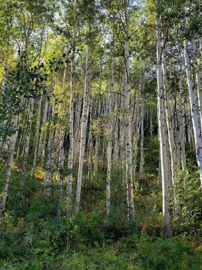 Vail Trail - Eastern Trailhead - Vail, CO